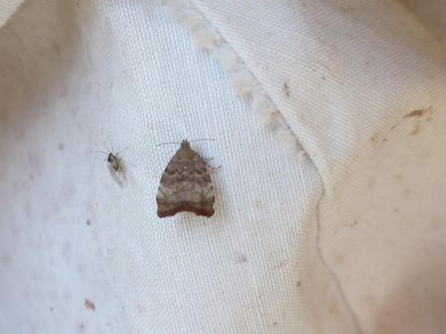 Choreutis pariana